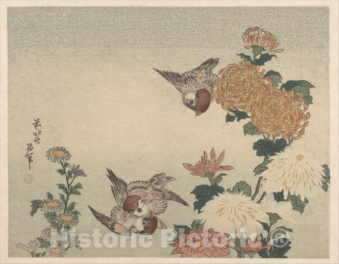 Art Print : Katsushika Hokusai - Sparrows and Chrysanthemums - Japan : Vintage Wall Art