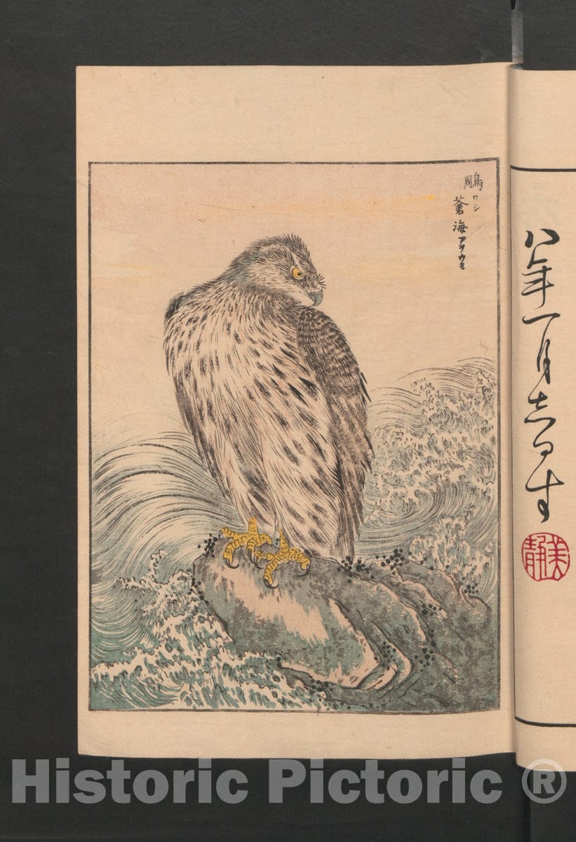 Art Print : Numata Kash? - Picture Album of Various Birds (Sh?ch? gafu) - Japan : Vintage Wall Art