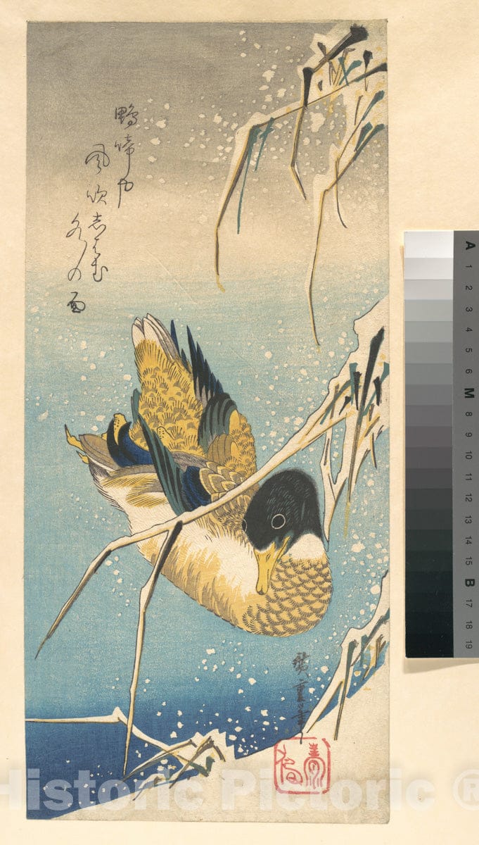 Art Print : Utagawa Hiroshige - Mallard Duck and Snow-Covered Reeds - Japan : Vintage Wall Art