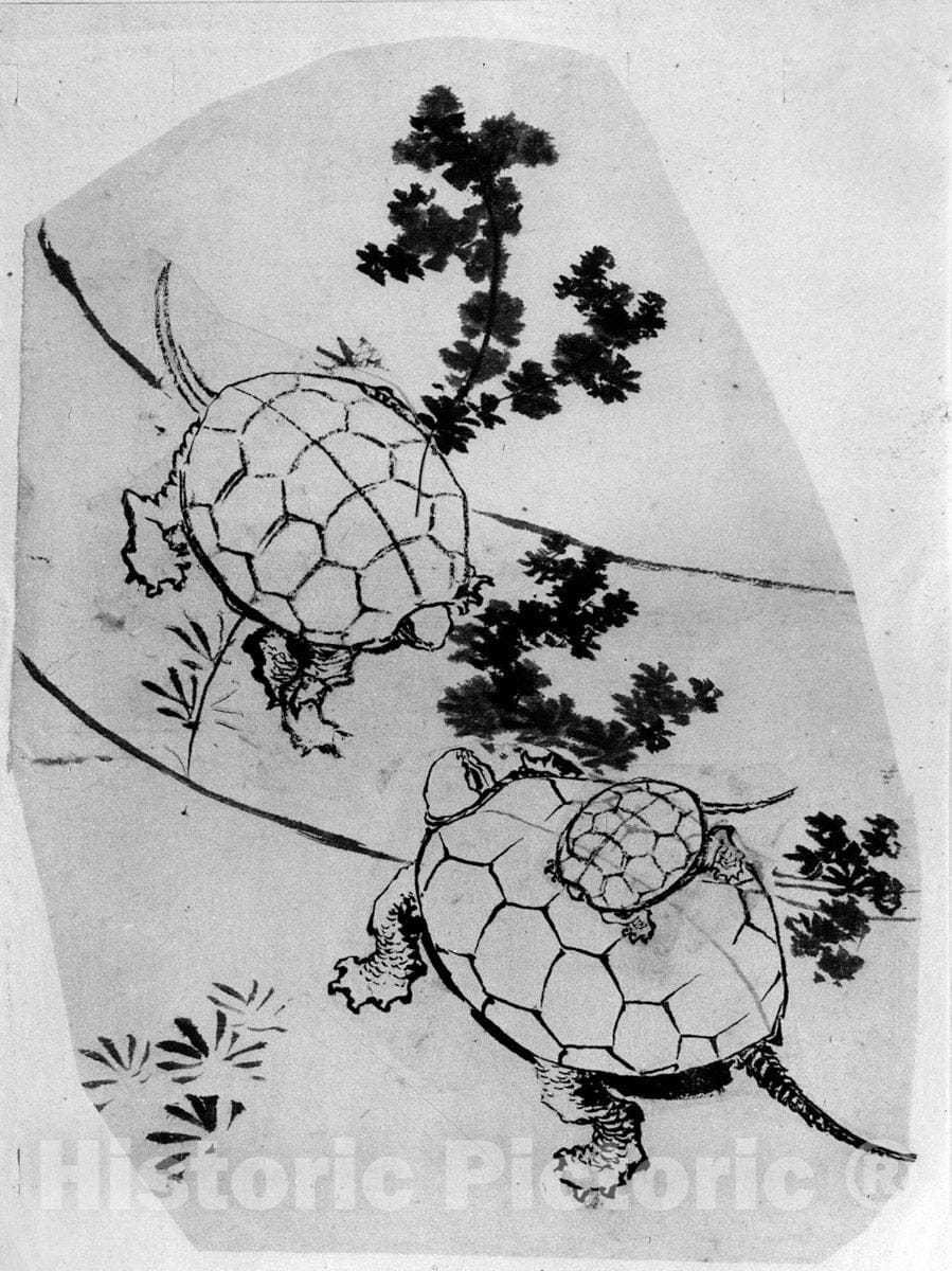 Art Print : Katsushika Hokusai - Turtles - Japan : Vintage Wall Art