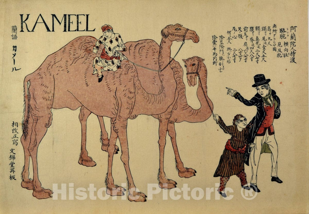 Art Print : Unidentified Artist - Camels with Dutch Handlers - Japan : Vintage Wall Art