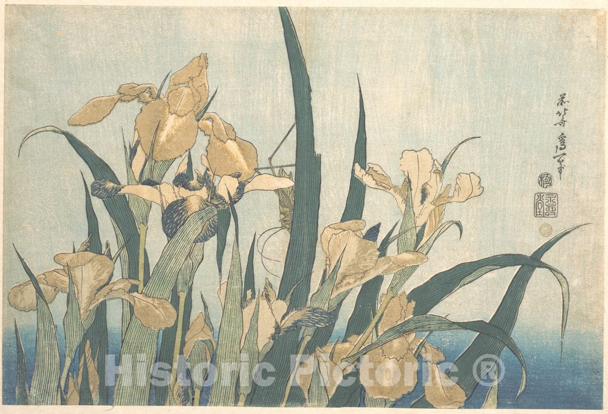 Art Print : Katsushika Hokusai - Grasshopper and Iris - Japan : Vintage Wall Art