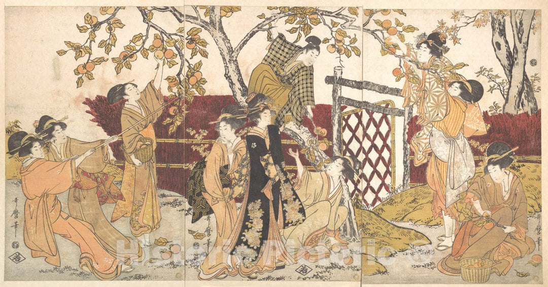 Art Print : Kitagawa Utamaro - Picking Persimmons ((Kaki mogi)) - Japan : Vintage Wall Art