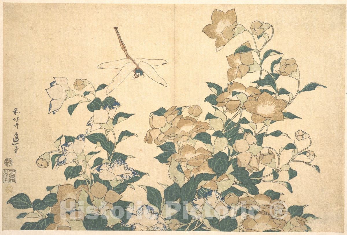 Art Print : Katsushika Hokusai - Dragonfly and Bellflower - Japan : Vintage Wall Art