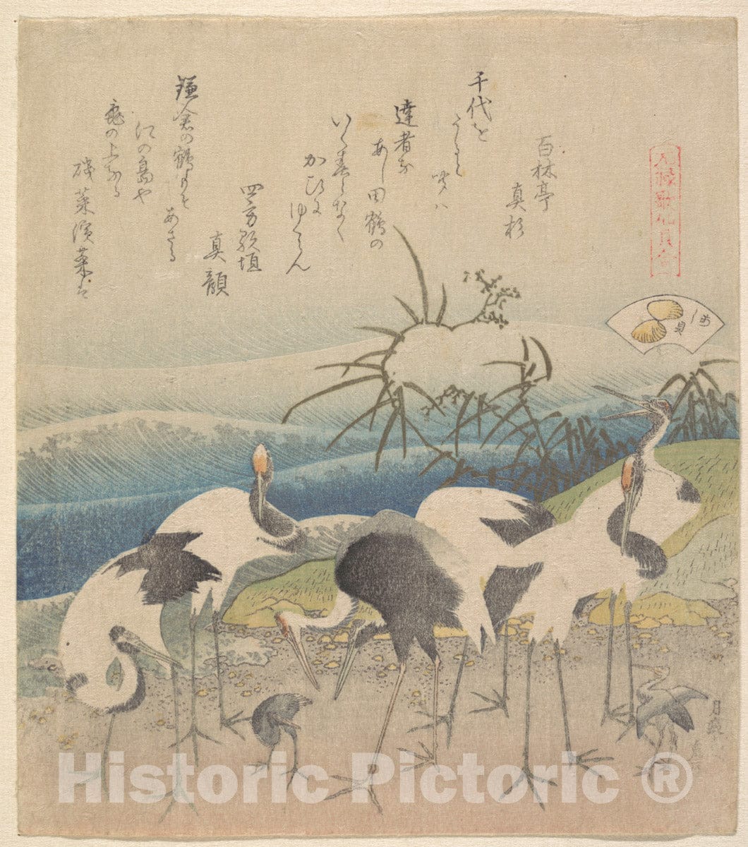 Art Print : Katsushika Hokusai - Ashi Clam, from The Series Genroku Kasen Kai-awase - Japan : Vintage Wall Art