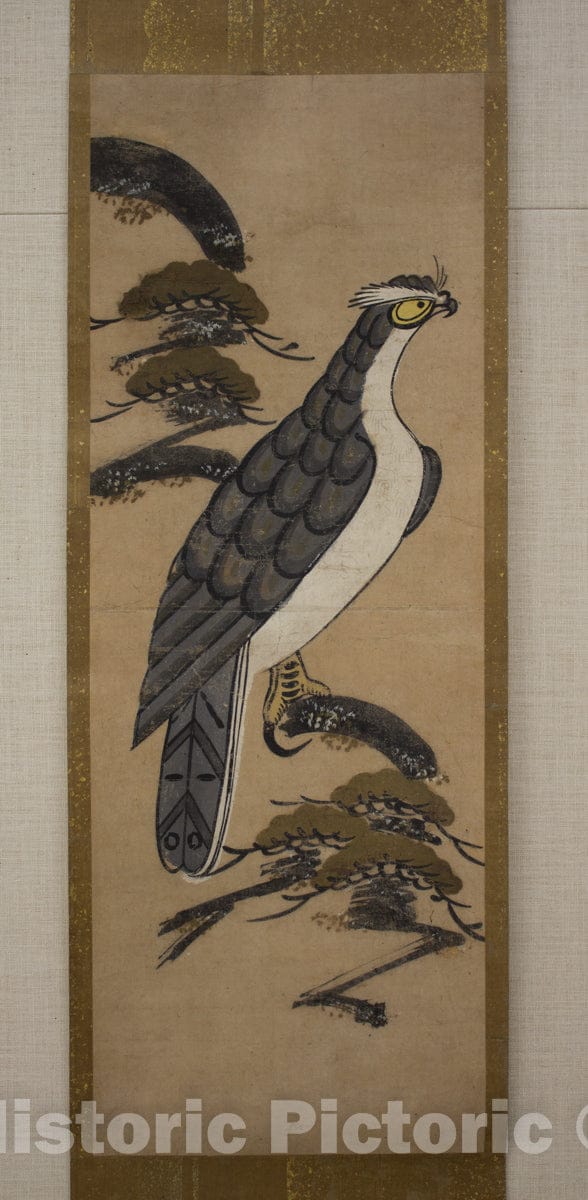 Art Print : ?tsu-e of Falcon on a Pine Tree - Japan : Vintage Wall Art