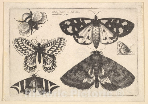 Art Print : Wenceslaus Hollar, Three Moths, Two Butterflies, and a Bumble Bee, 1646 - Vintage Wall Art