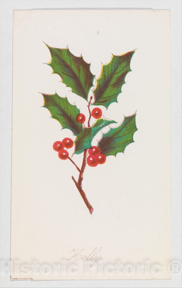 Art Print : Louis Prang & Co. - Holly from Autumn Leaves Part 2 : Vintage Wall Art