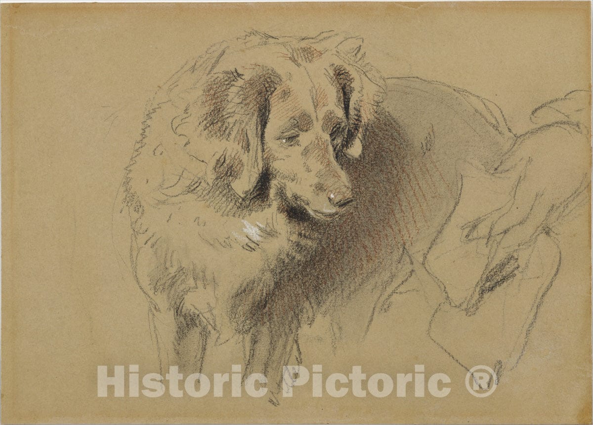 Art Print : Sir Edwin Henry Landseer - Study of a Dog : Vintage Wall Art