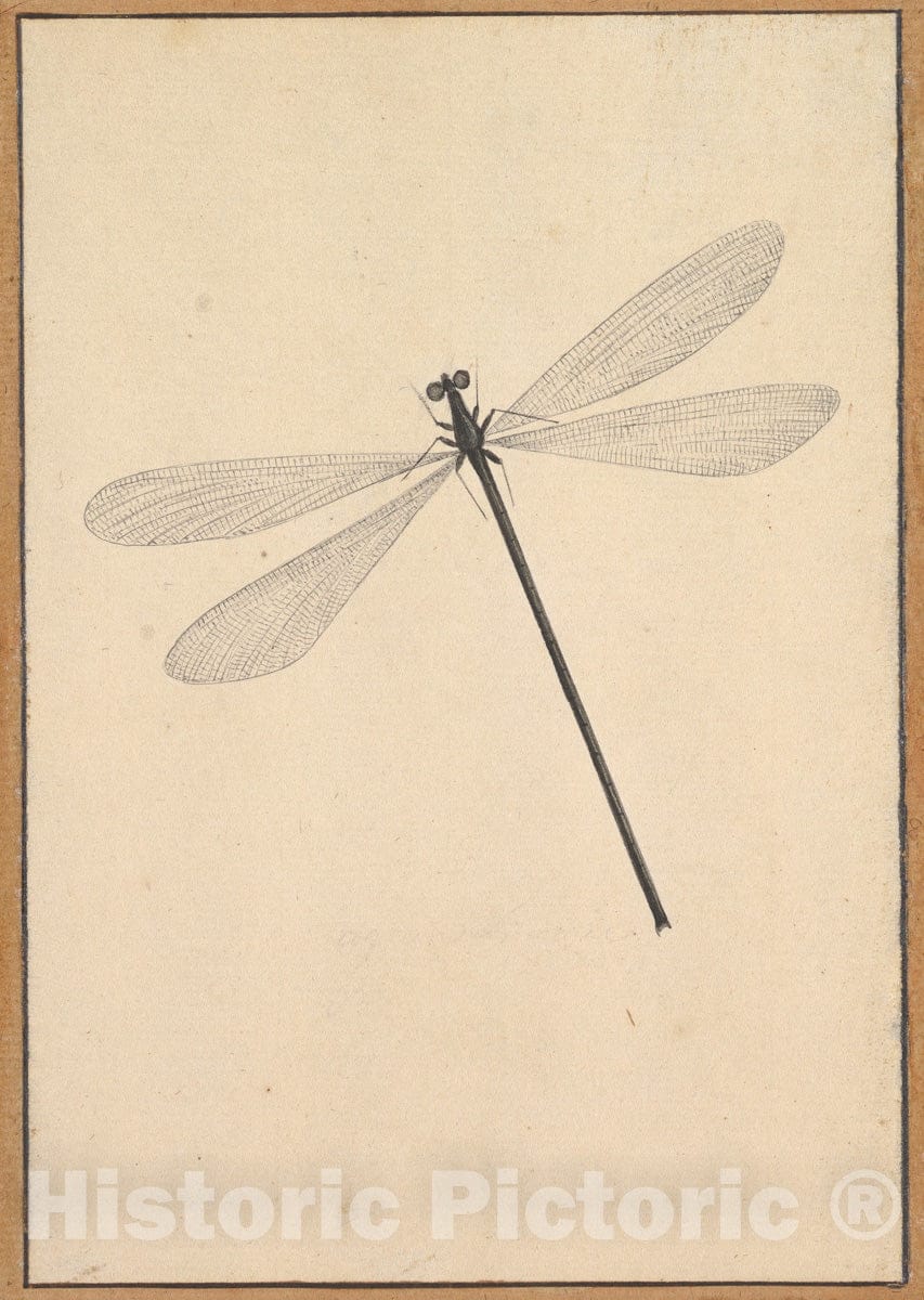 Art Print : Nicolaas Struyk - A Dragonfly : Vintage Wall Art