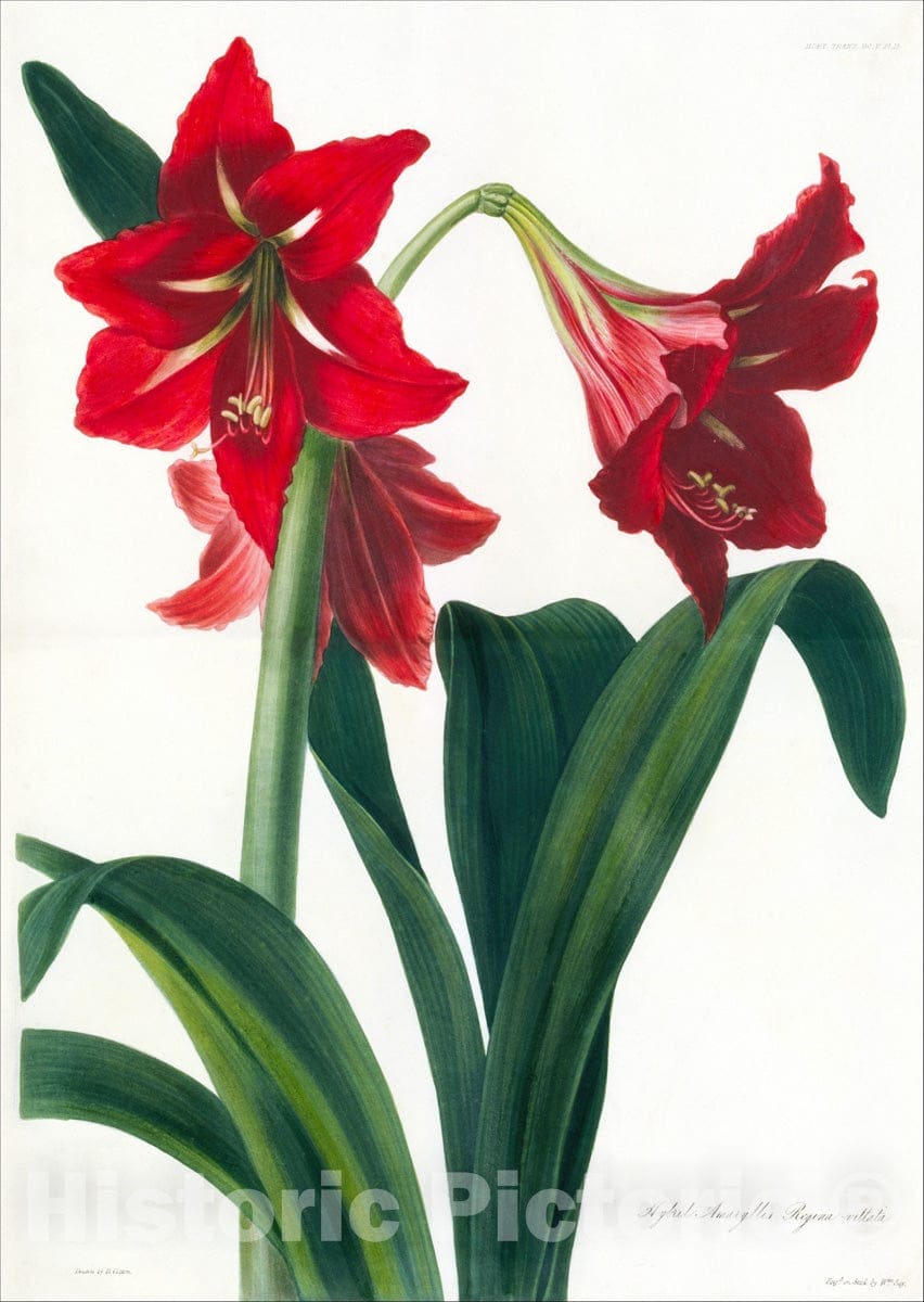 Art Print : William Say - Hybrid Amaryllis, from Transactions of The Horticultural Society of London, vol. 5 : Vintage Wall Art