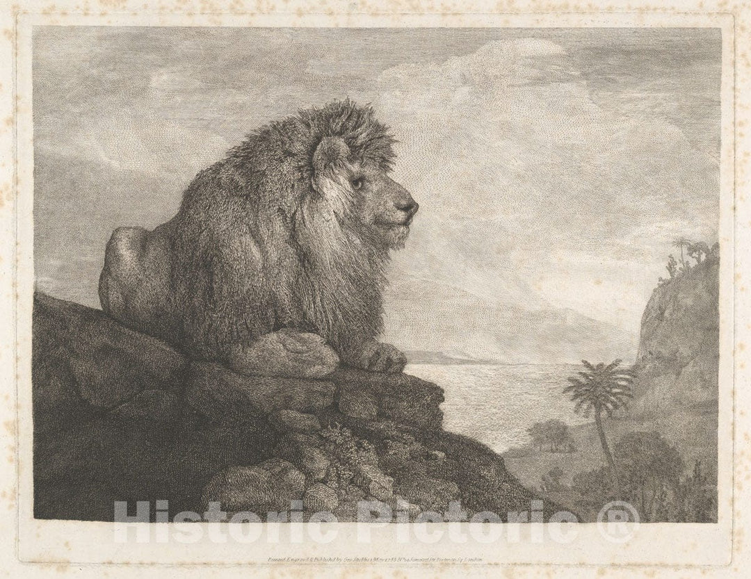 Art Print : George Stubbs - A Lion (A Lion Resting on a Rock) : Vintage Wall Art