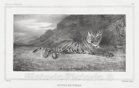Art Print : Antoine-Louis Barye, Study of a Tiger - Vintage Wall Art