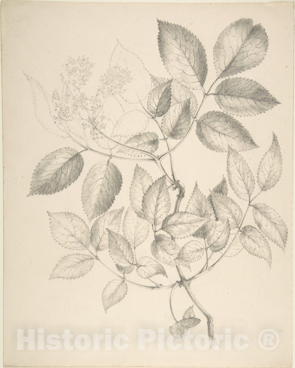 Art Print : British, 19th Century - Leaves and Flowers : Vintage Wall Art