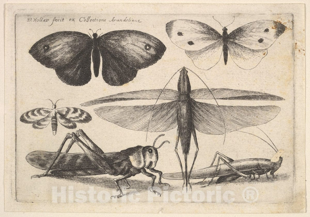 Art Print : Wenceslaus Hollar - Six Insects : Vintage Wall Art