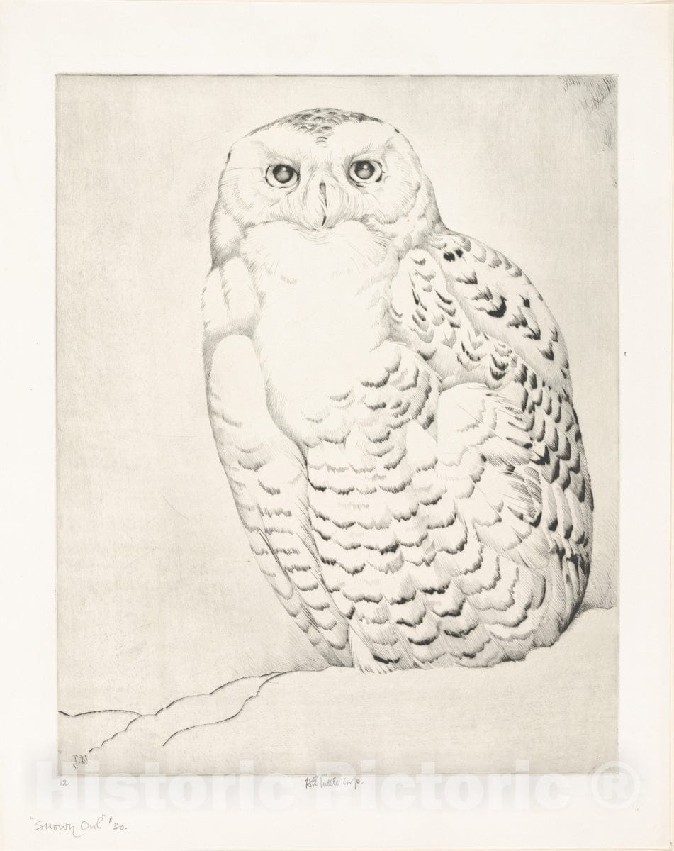 Art Print : Henry Emerson Tuttle - Snowy Owl : Vintage Wall Art