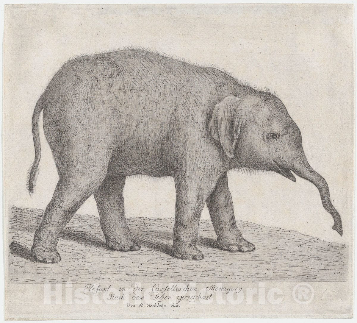 Art Print : Johann Heinrich Tischbein The Younger - A Young Elephant : Vintage Wall Art