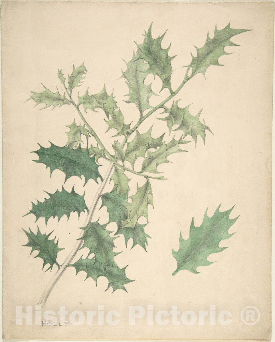 Art Print : British, 19th Century - Holly Leaves : Vintage Wall Art