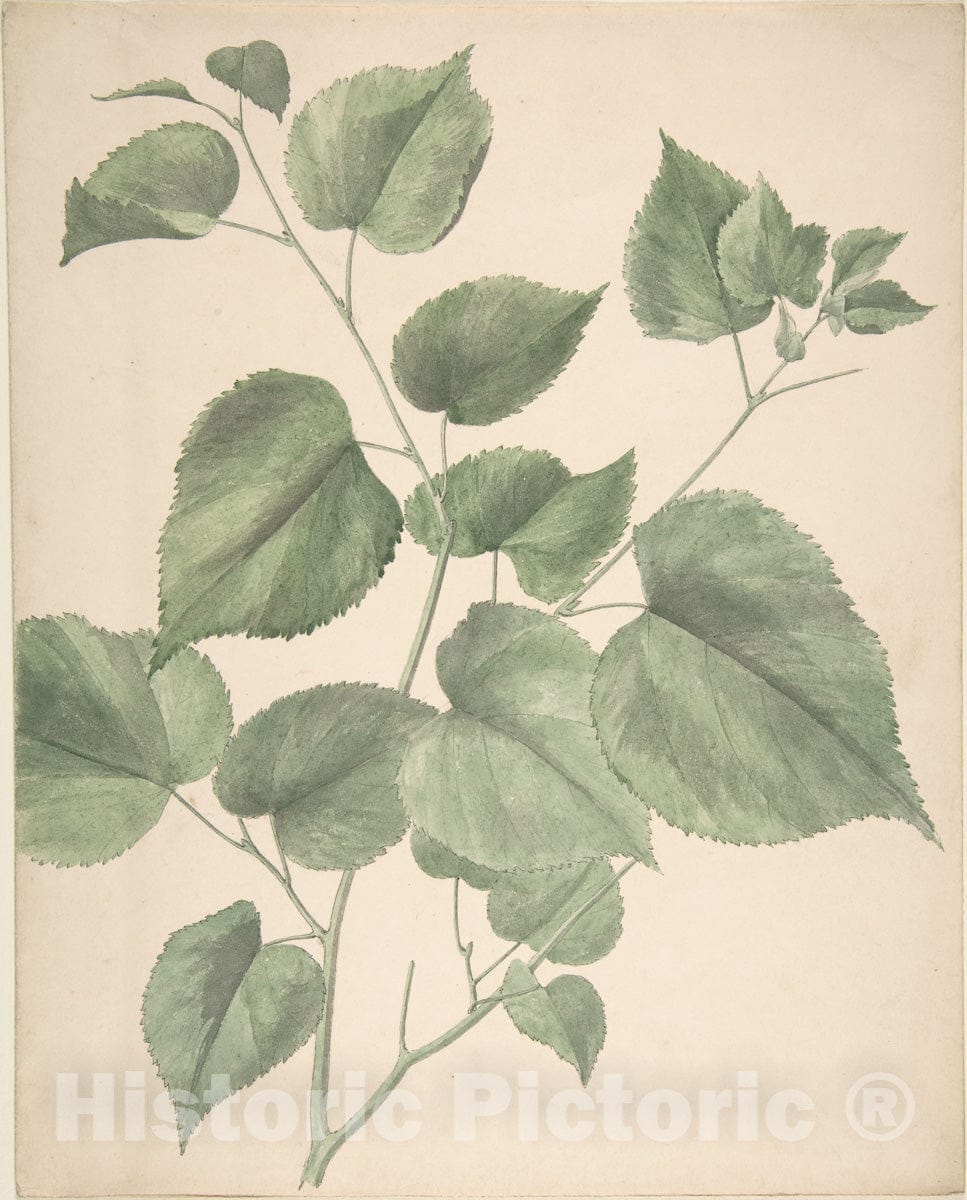 Art Print : British, 19th Century - Leaves : Vintage Wall Art