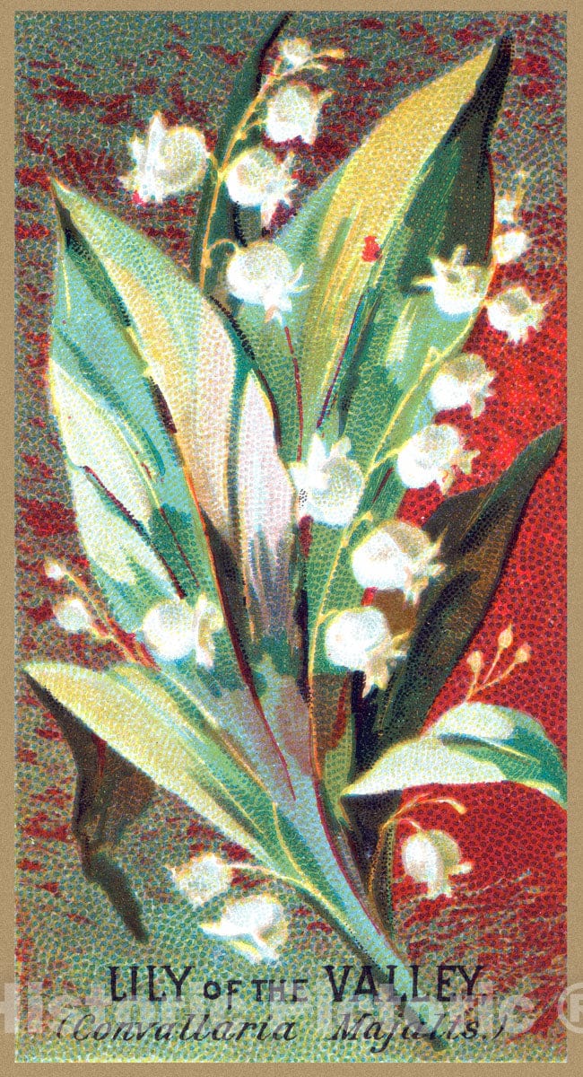 Art Print : Issued by Goodwin & Company - Lily of The Valley (Convallaria Majalis), from The Flowers Series for Old Judge Cigarettes : Vintage Wall Art