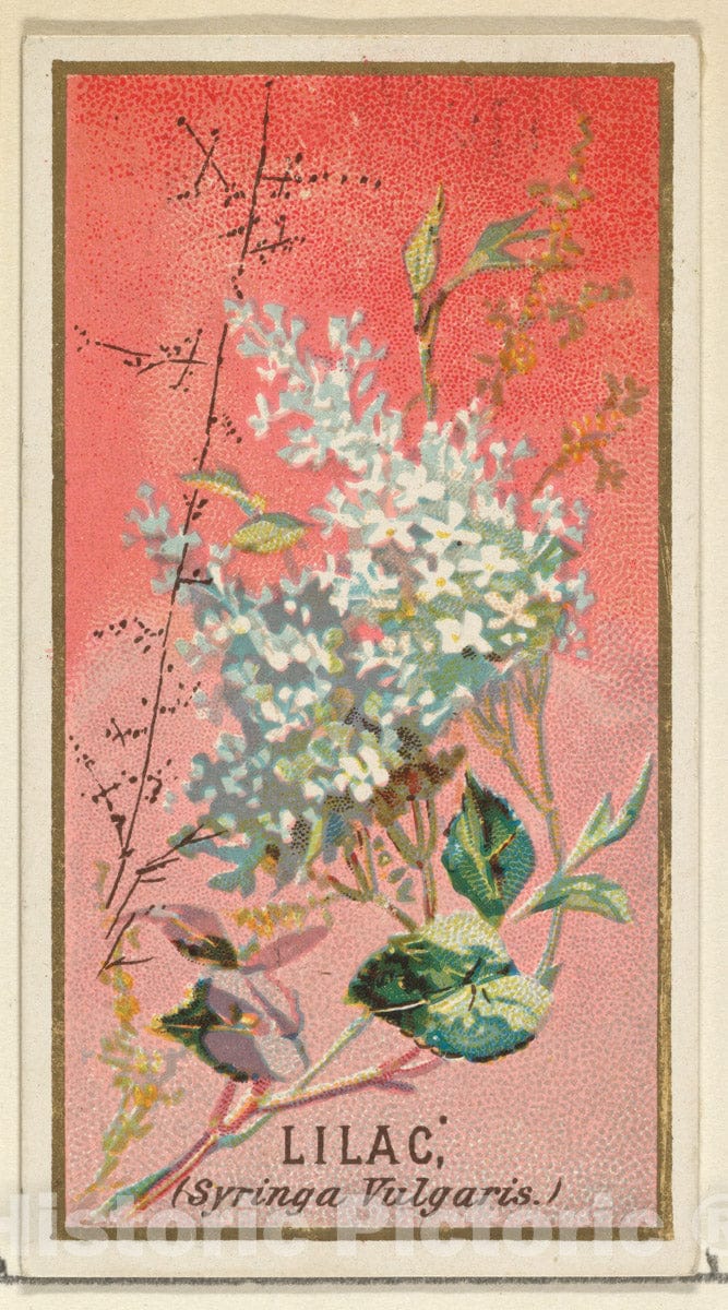 Art Print : Issued by Goodwin & Company - Lilac (Syringa Vulgaris), from The Flowers Series for Old Judge Cigarettes : Vintage Wall Art