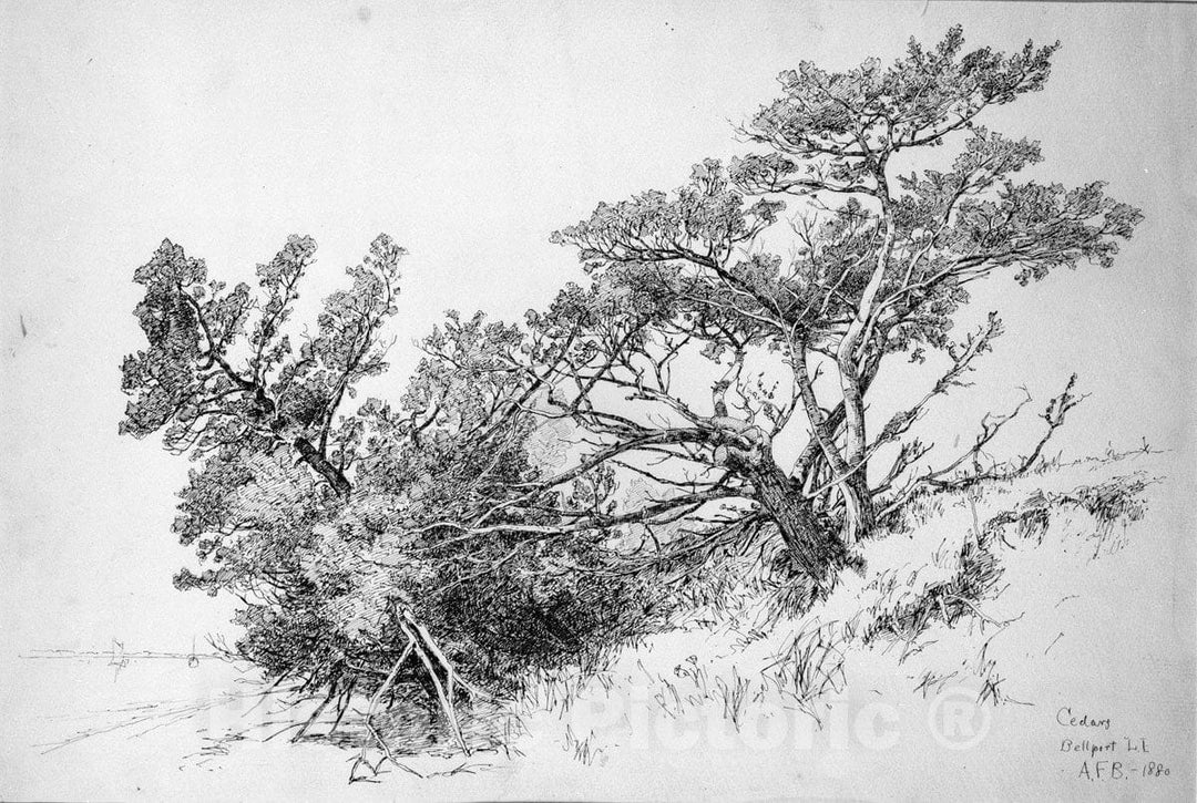 Art Print : Andrew Fisher Bunner - Cedars, Bellport, Long Island : Vintage Wall Art