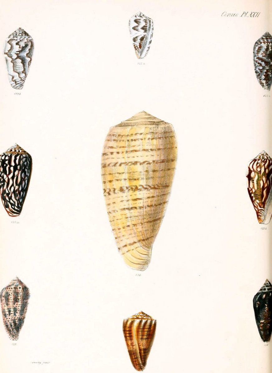 Conchologia iconica, or, Illustrations of the shells of molluscous animals. v.1London :Reeve, Brothers,1843-1878. | Mollusks "Pictorial works" Shells  | Vintage Print Reproduction 446630