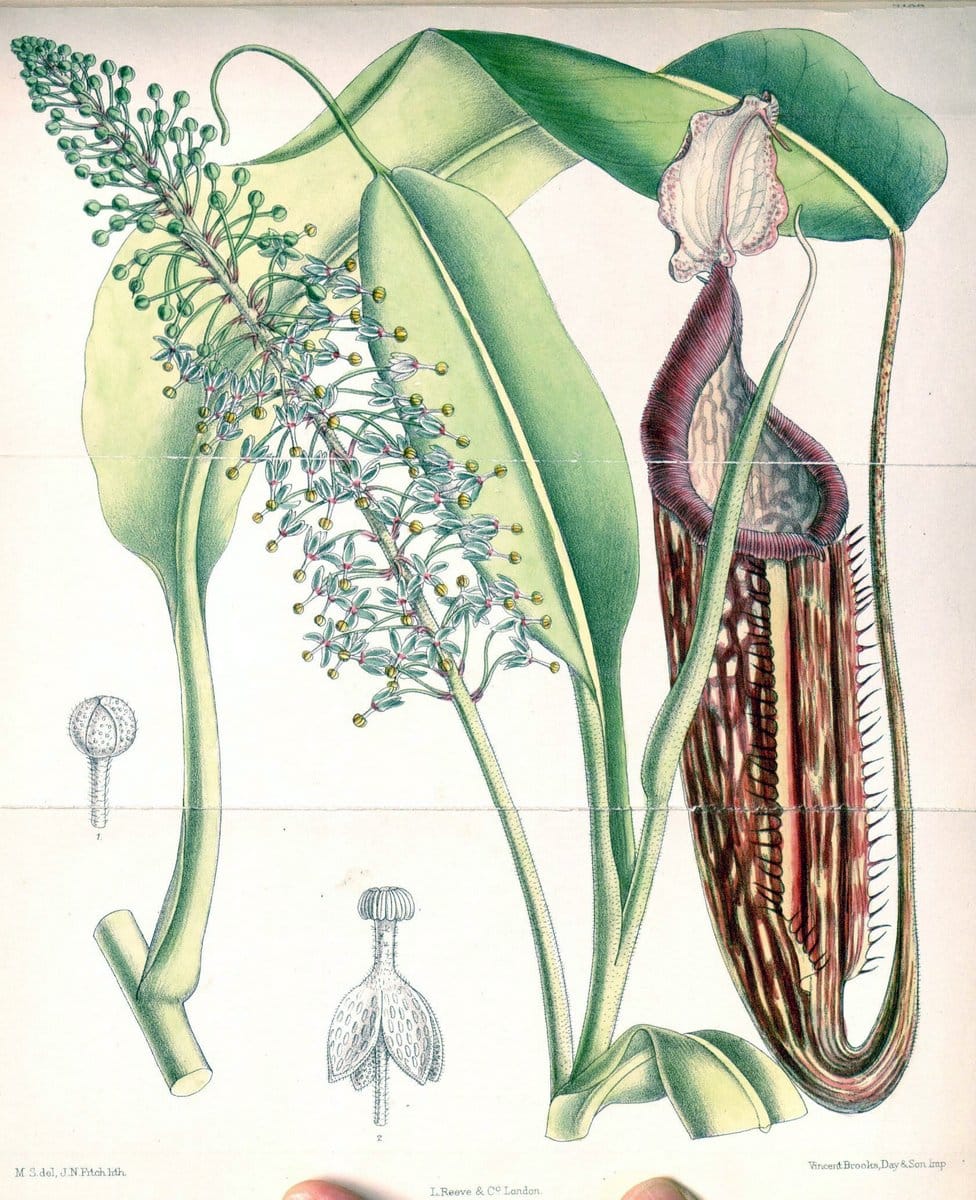 Curtis's botanical magazine. London ; New York [etc.] :Academic Press [etc.]. | "Botanical illustration" Botany Periodicals "Pictorial works" "Plants, Ornamental"  | Vintage Print Reproduction 446641