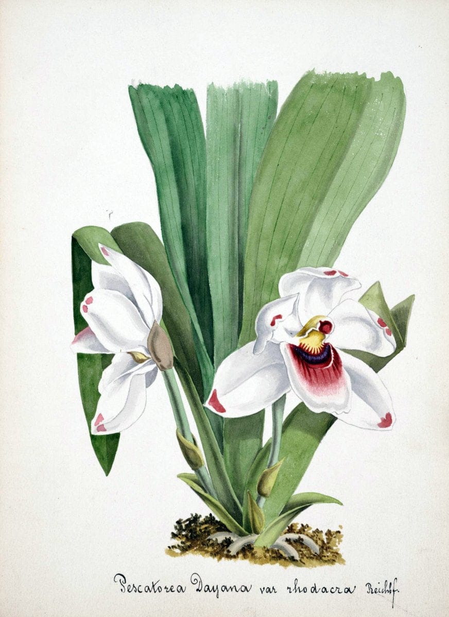 Collection d'orchideÃŒÂes.[S.l. :s.n.,18--]. | "Botanical illustration" Orchidaceae "Orchidaceae in art" "Pictorial works"  | Vintage Print Reproduction 446660