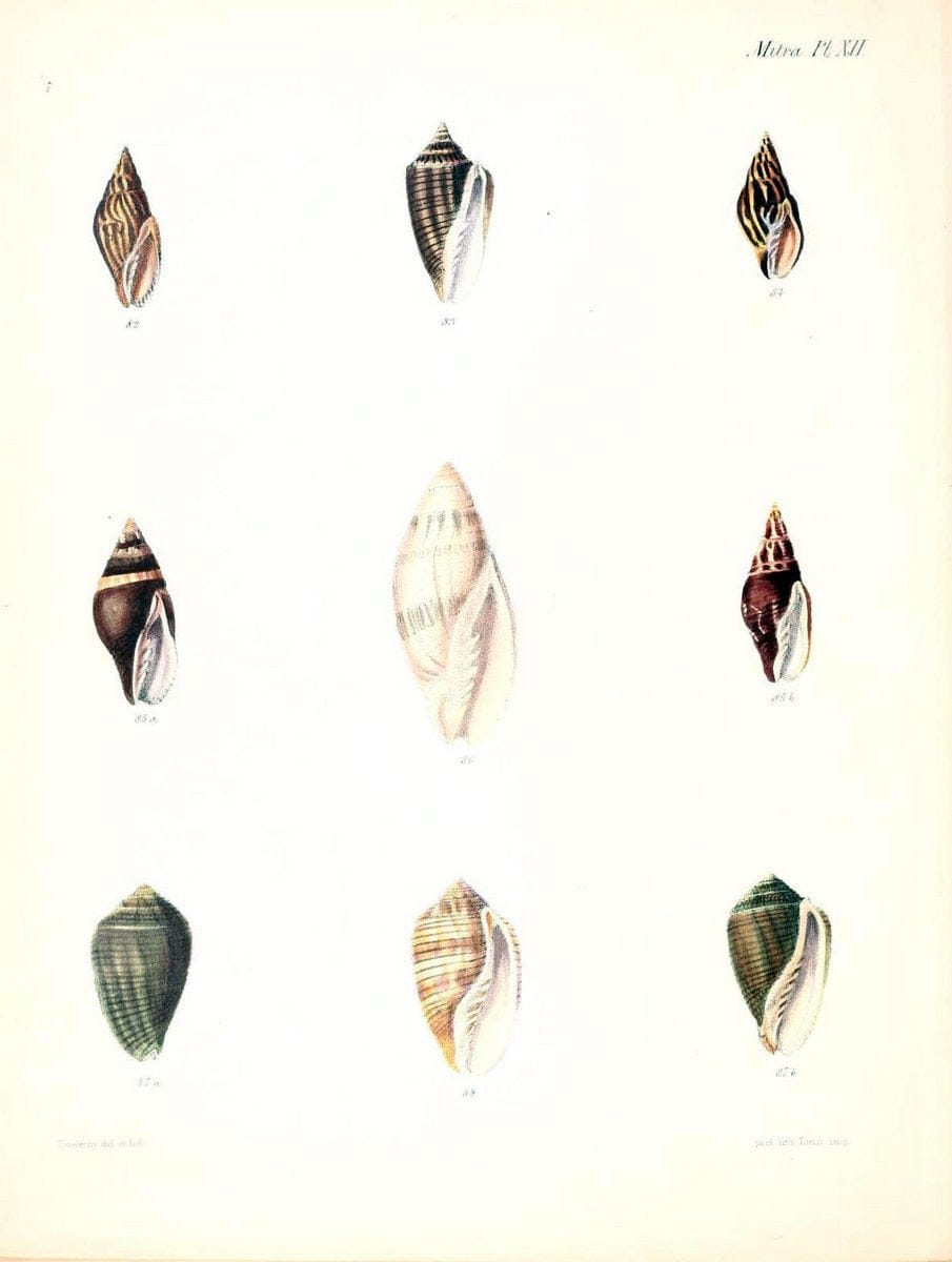 Conchologia iconica, or, Illustrations of the shells of molluscous animals /.London :Reeve, Brothers,1843-1878.  | Mollusks "Pictorial works" Shells | Vintage Print Reproduction 446663