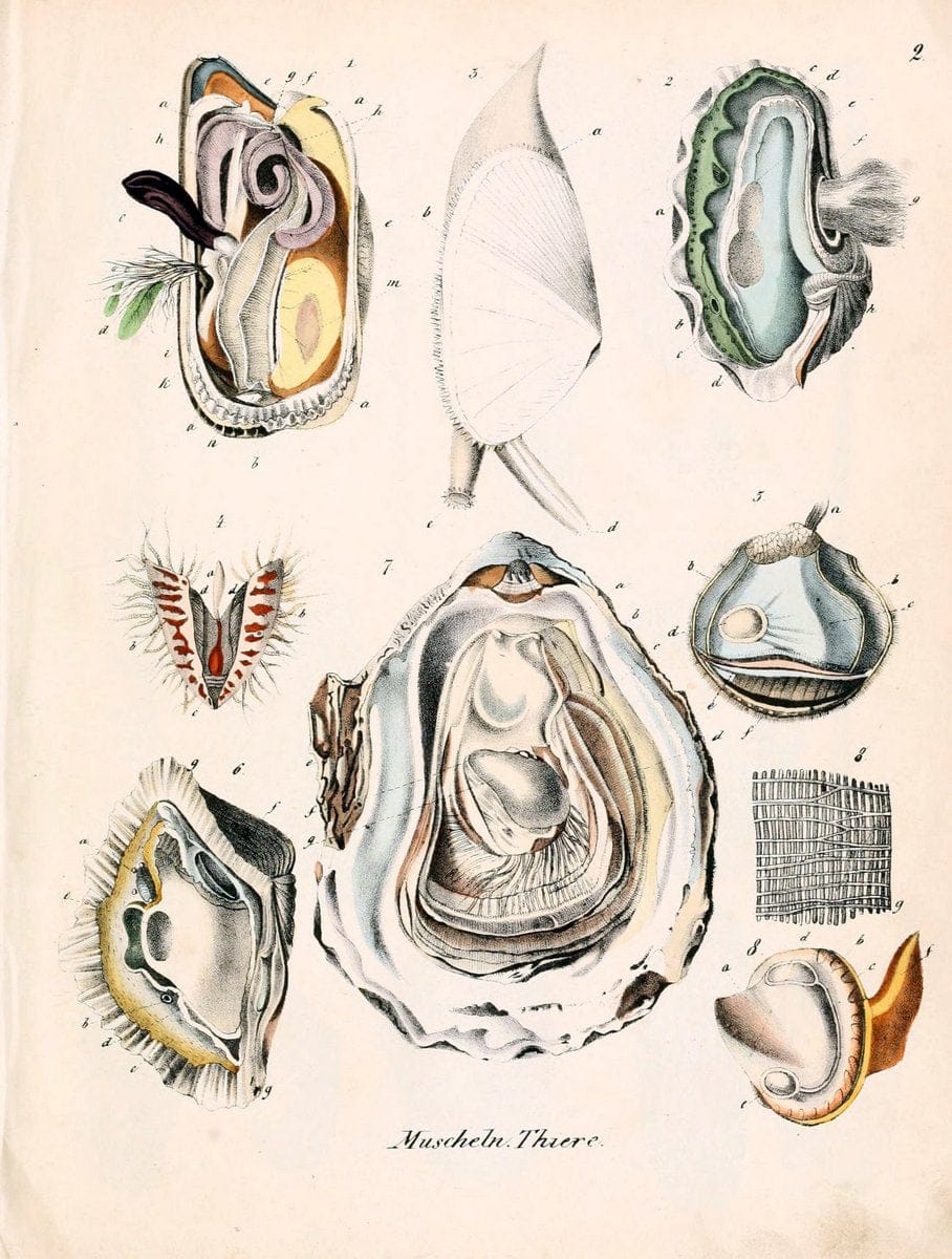 Conchylienbuch, oder, Allgemeine und besondere Naturgeschichte der Muscheln und Schnecke | Mollusks "Pictorial works"  | Vintage Print Reproduction 446665