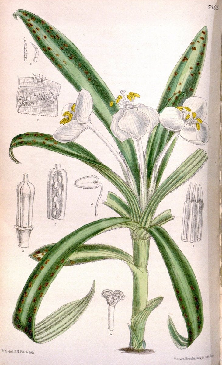 Curtis's botanical magazine. London ; New York [etc.] :Academic Press [etc.]. | "Botanical illustration" Botany Periodicals "Pictorial works" "Plants, Ornamental"  | Vintage Print Reproduction 446675