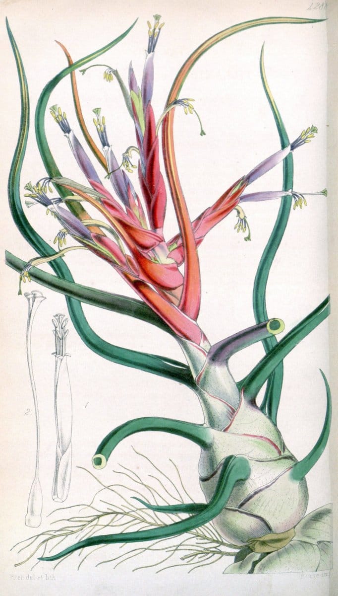 Curtis's botanical magazine. London ; New York [etc.] :Academic Press [etc.]. | "Botanical illustration" Botany Periodicals "Pictorial works" "Plants, Ornamental"  | Vintage Print Reproduction 446700