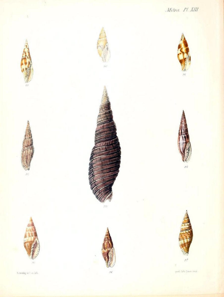 Conchologia iconica, or, Illustrations of the shells of molluscous animals /.London :Reeve, Brothers,1843-1878.  | Mollusks "Pictorial works" Shells | Vintage Print Reproduction 446784