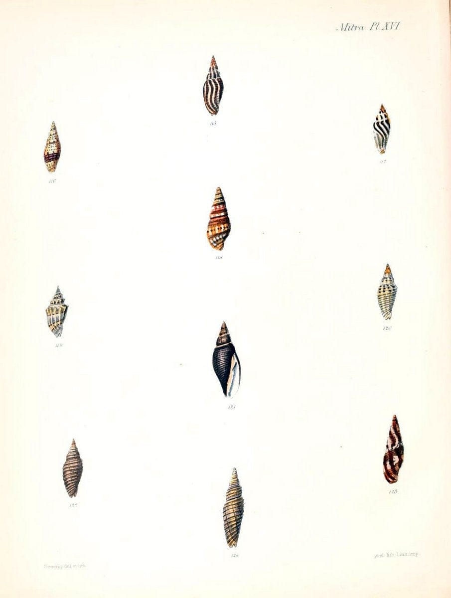 Conchologia iconica, or, Illustrations of the shells of molluscous animals /.London :Reeve, Brothers,1843-1878.  | Mollusks "Pictorial works" Shells | Vintage Print Reproduction 446785