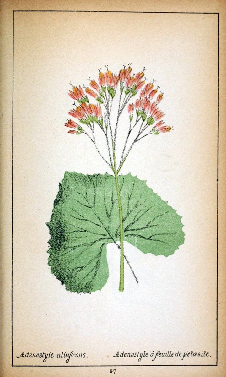 Choix de plantes de l'Europe centrale et particuliÃ¨rement de la Suisse et de la SavoieGe | Europe Central "Pictorial works" Plants "Savoy (France and Italy)" Switzerland  | Vintage Reproduction 446824