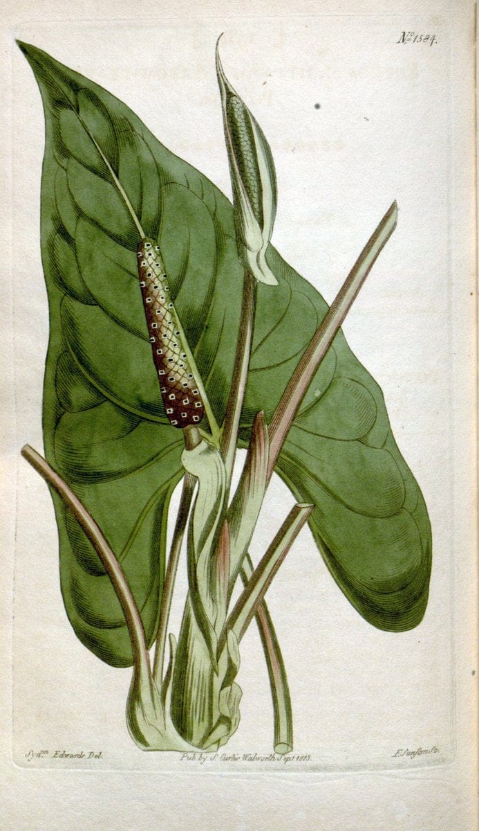 Curtis's botanical magazine. London ; New York [etc.] :Academic Press [etc.]. | "Botanical illustration" Botany Periodicals "Pictorial works" "Plants, Ornamental"  | Vintage Print Reproduction 446851