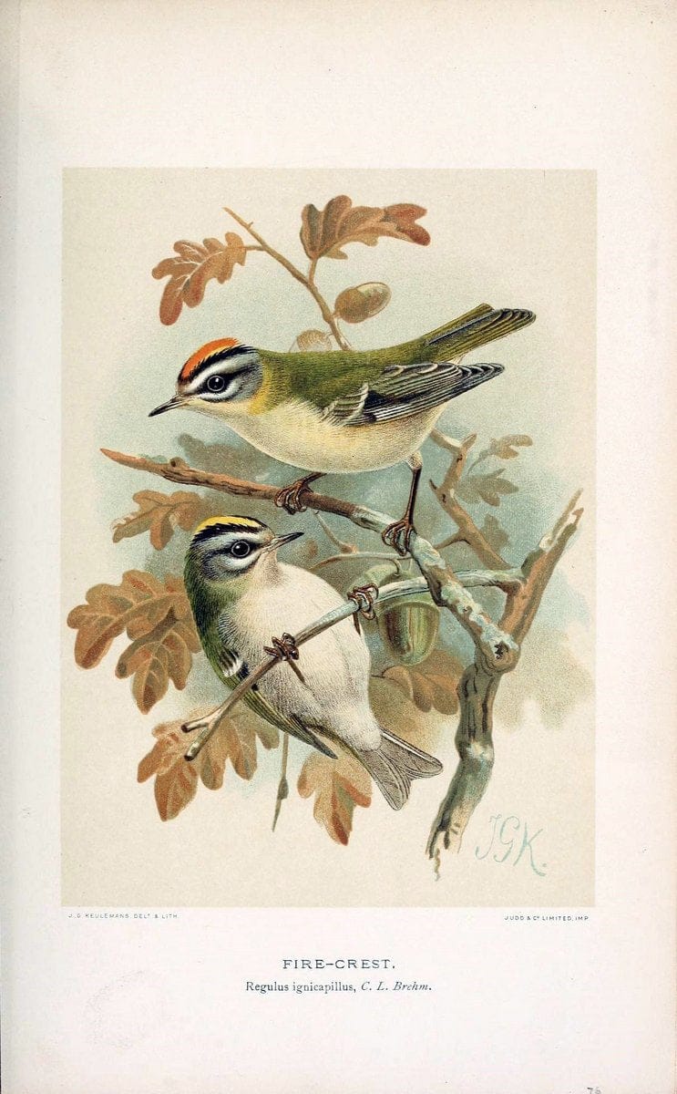 Coloured figures of the birds of the British Islands / issued by Lord Lilford. London :R | 59.82(42) Birds "Great Britain" "Pictorial works"  | Vintage Print Reproduction 446865