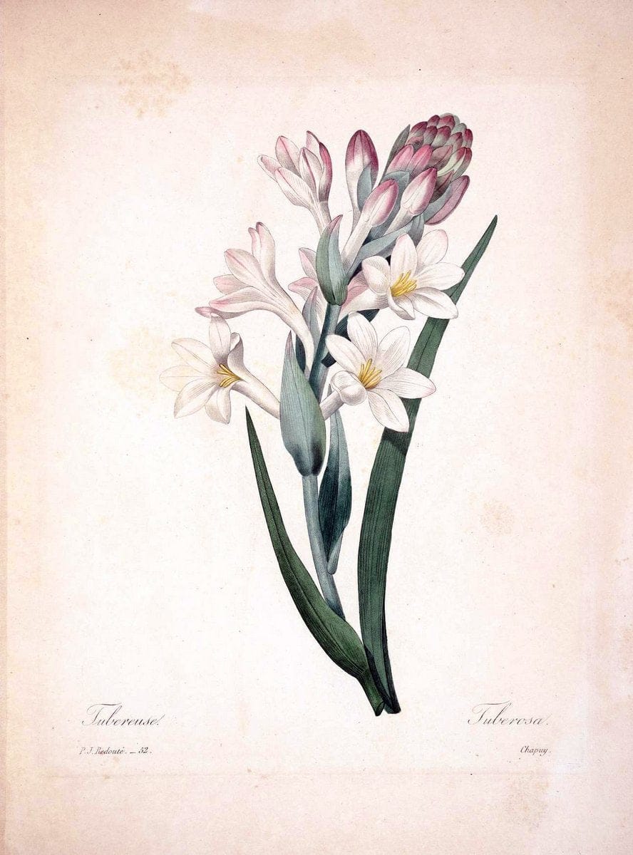 Choix des plus belles fleurs :.Paris :Ernest Panckoucke,[1833].  | 1833 Botany France Icones "Pictorial works"  | Vintage Print Reproduction 446920