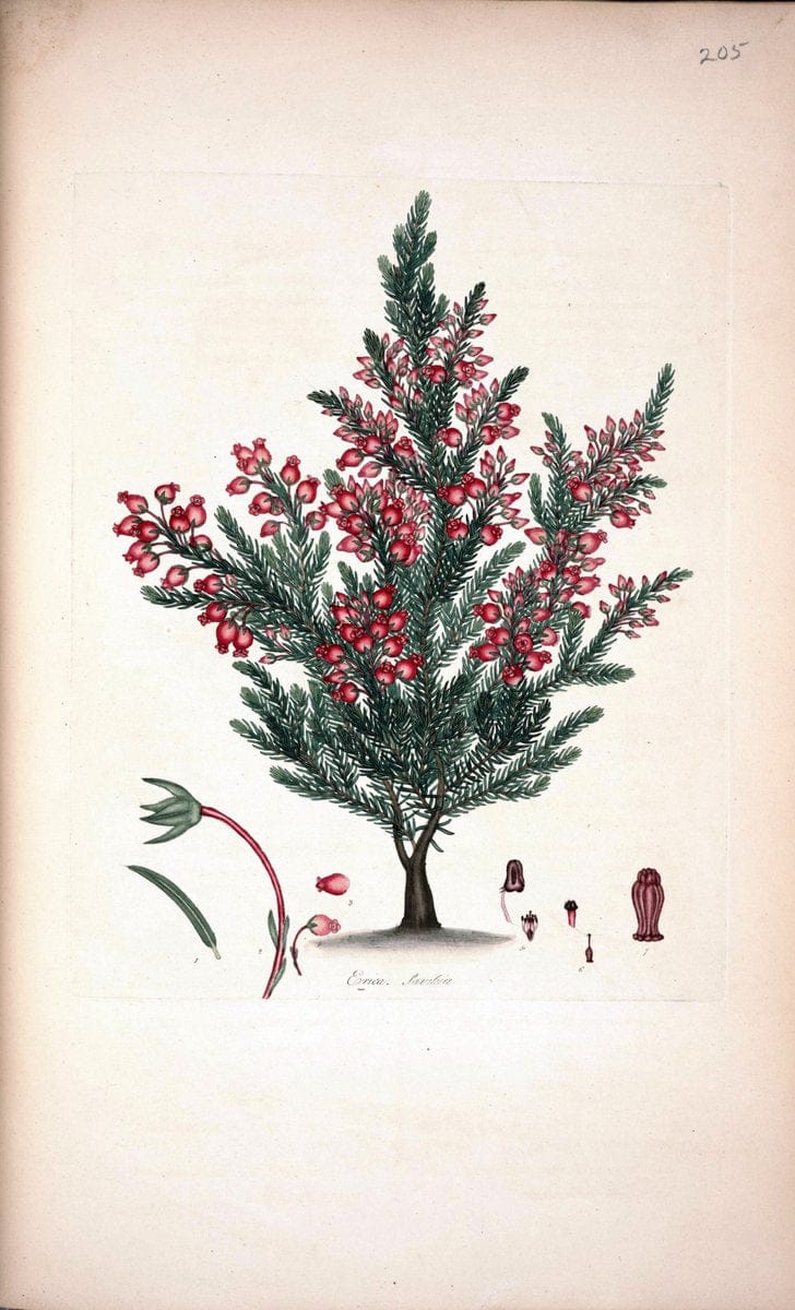 Coloured engravings of heaths :| 1802 "19th century" Botany England Erica Ericaceae Etching "Graphic media :" Handcolored History "Pictorial works"  | Vintage Print Reproduction 446923