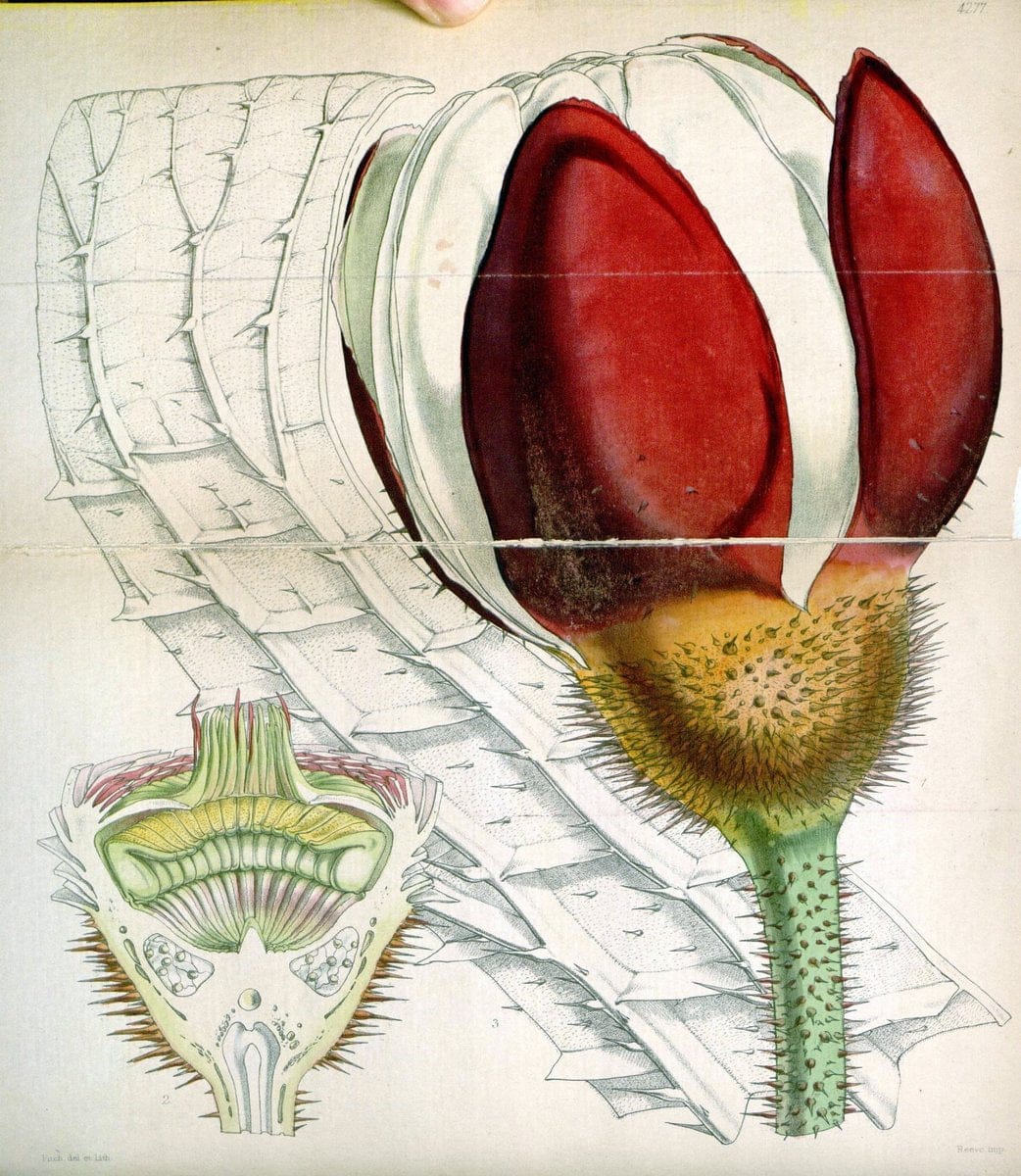 Curtis's botanical magazine. London ; New York [etc.] :Academic Press [etc.]. | "Botanical illustration" Botany Periodicals "Pictorial works" "Plants, Ornamental"  | Vintage Print Reproduction 446926