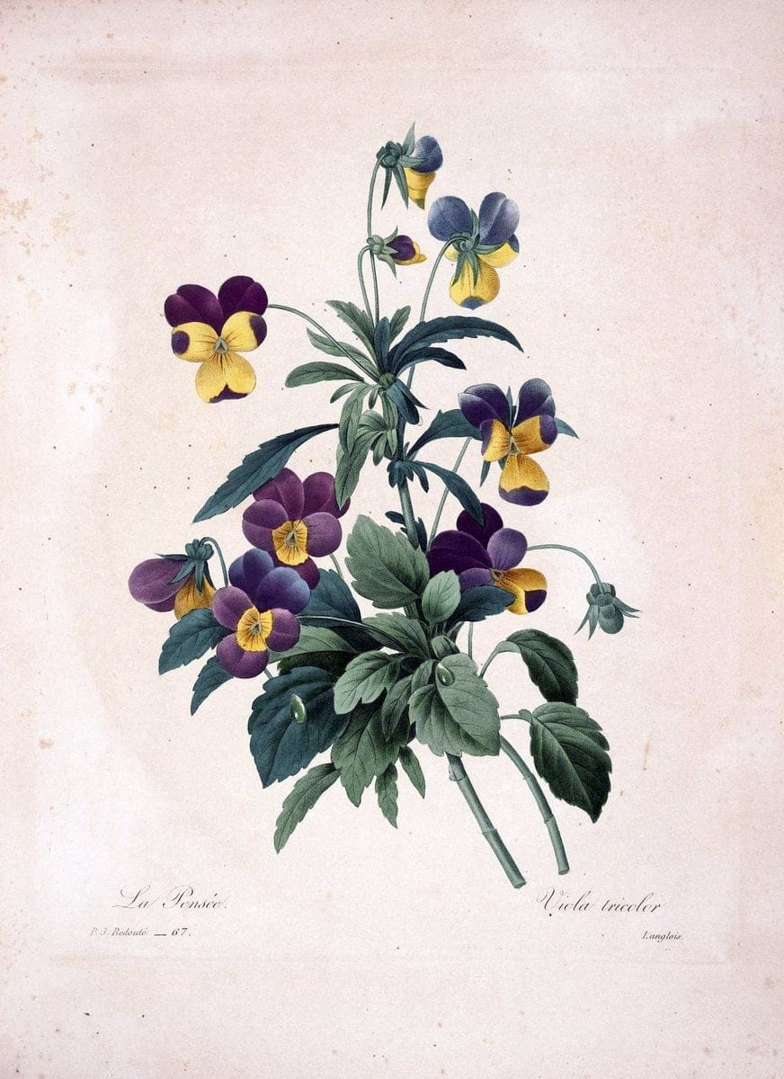 Choix des plus belles fleurs :.Paris :Ernest Panckoucke,[1833].  | 1833 Botany France Icones "Pictorial works"  | Vintage Print Reproduction 446950