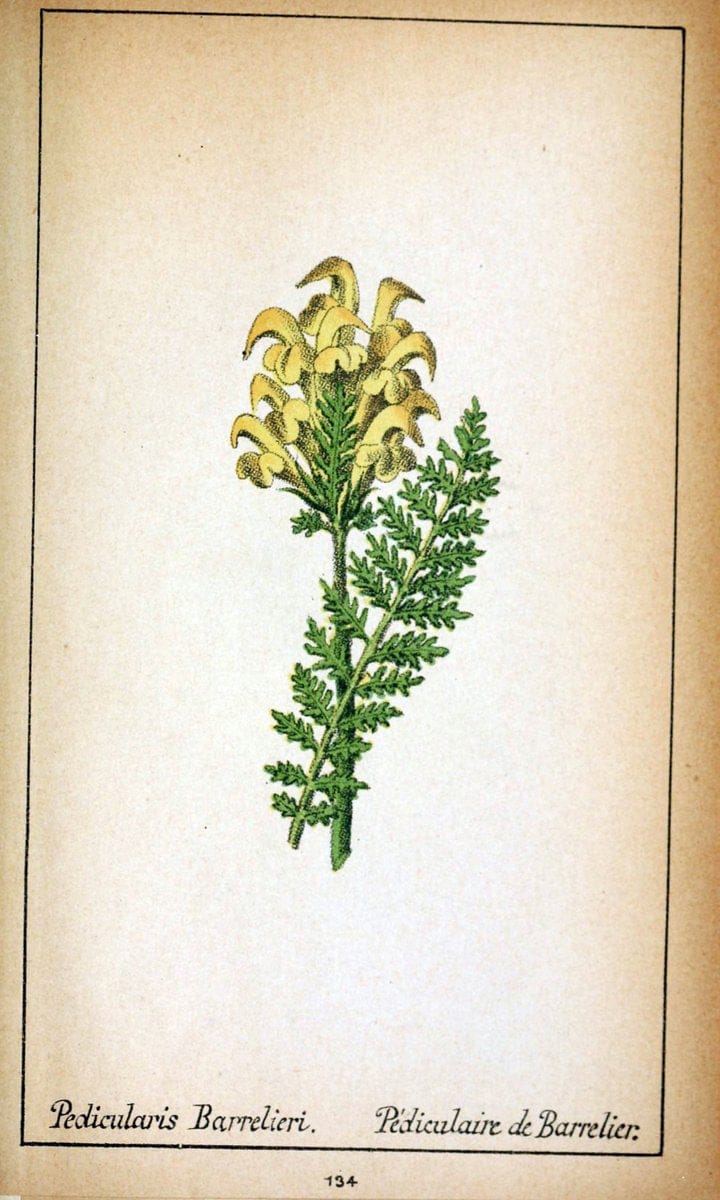 Choix de plantes de l'Europe centrale et particuliÃ¨rement de la Suisse et de la SavoieGe | Europe Central "Pictorial works" Plants "Savoy (France and Italy)" Switzerland  | Vintage Reproduction 446982