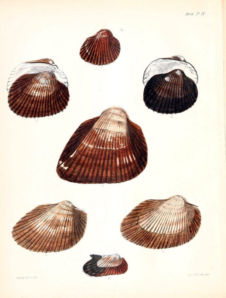 Conchologia iconica, or, Illustrations of the shells of molluscous animals /.London :Reeve, Brothers,1843-1878.  | Mollusks "Pictorial works" Shells | Vintage Print Reproduction 446987