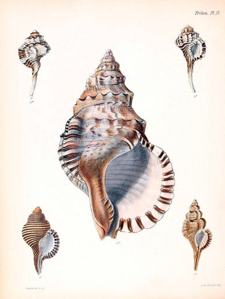 Conchologia iconica, or, Illustrations of the shells of molluscous animals /.London :Reeve, Brothers,1843-1878.  | Mollusks "Pictorial works" Shells | Vintage Print Reproduction 446988