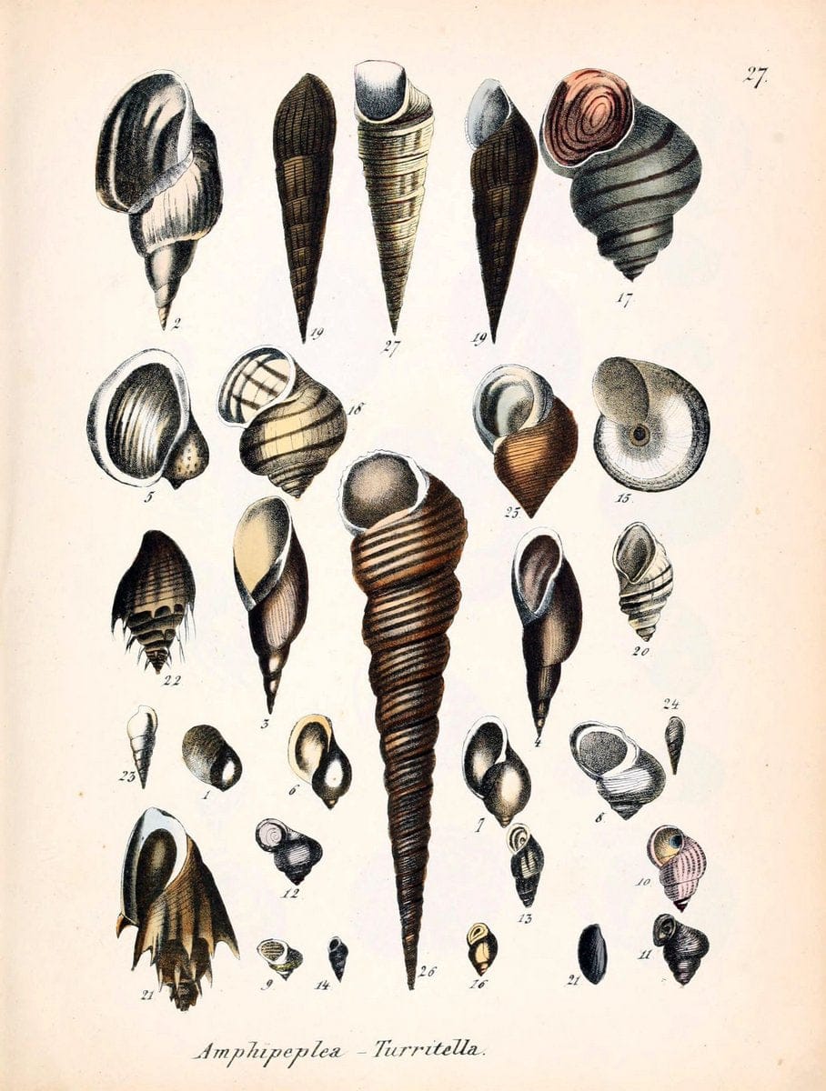 Conchylienbuch, oder, Allgemeine und besondere Naturgeschichte der Muscheln und Schnecke | Mollusks "Pictorial works"  | Vintage Print Reproduction 446990