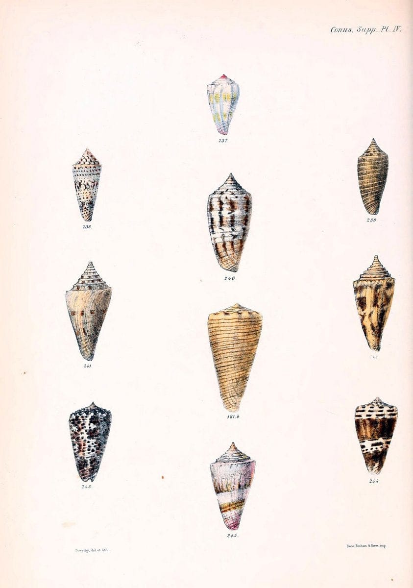 Conchologia iconica, or, Illustrations of the shells of molluscous animals. v.1London :Reeve, Brothers,1843-1878. | Mollusks "Pictorial works" Shells  | Vintage Print Reproduction 447028