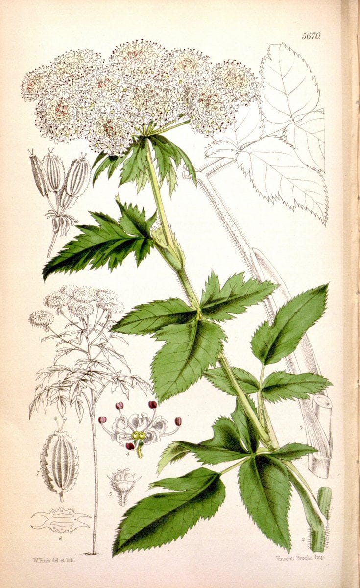 Curtis's botanical magazine. London ; New York [etc.] :Academic Press [etc.]. | "Botanical illustration" Botany Periodicals "Pictorial works" "Plants, Ornamental"  | Vintage Print Reproduction 447045