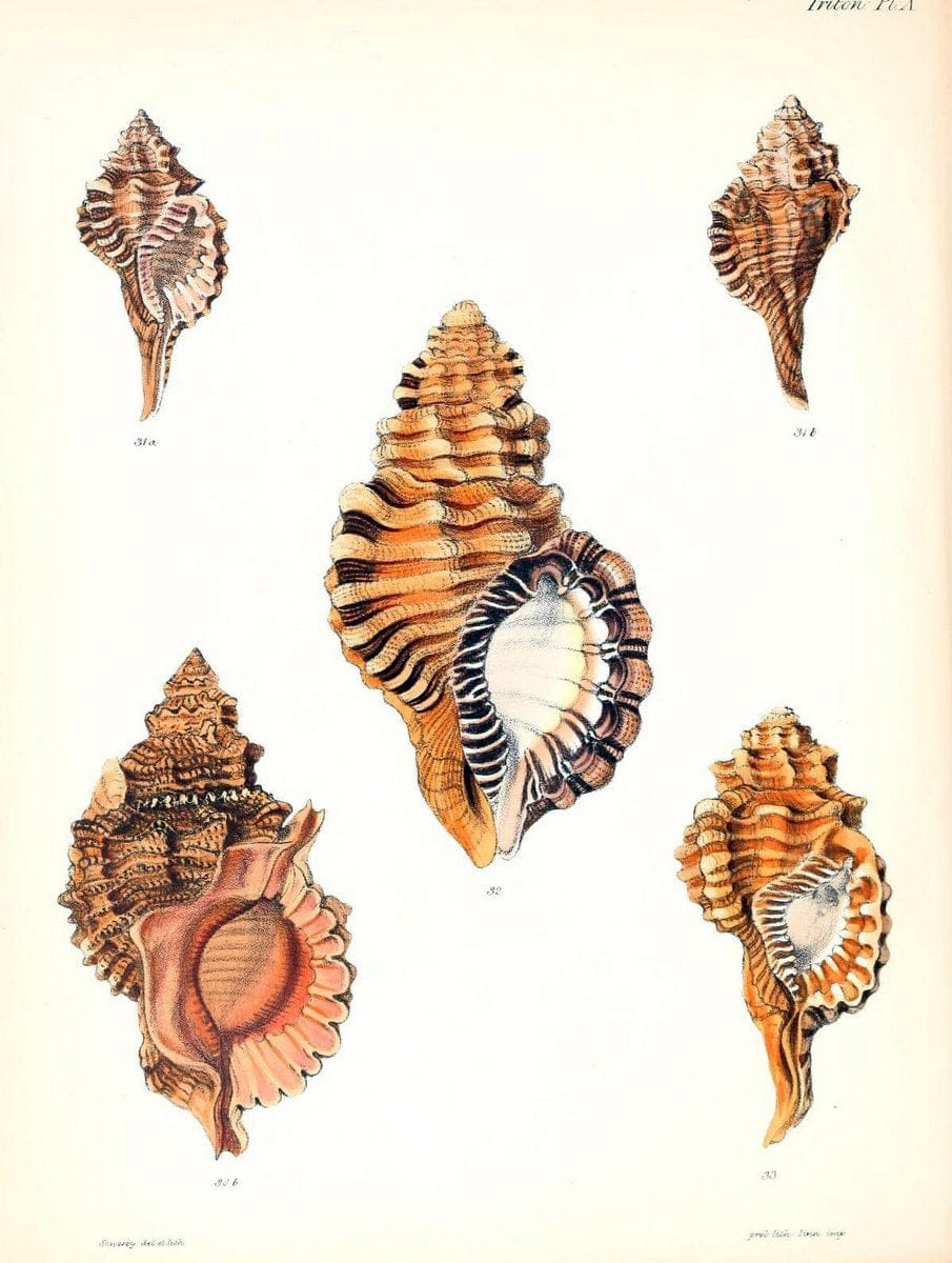 Conchologia iconica, or, Illustrations of the shells of molluscous animals /.London :Reeve, Brothers,1843-1878.  | Mollusks "Pictorial works" Shells | Vintage Print Reproduction 447056