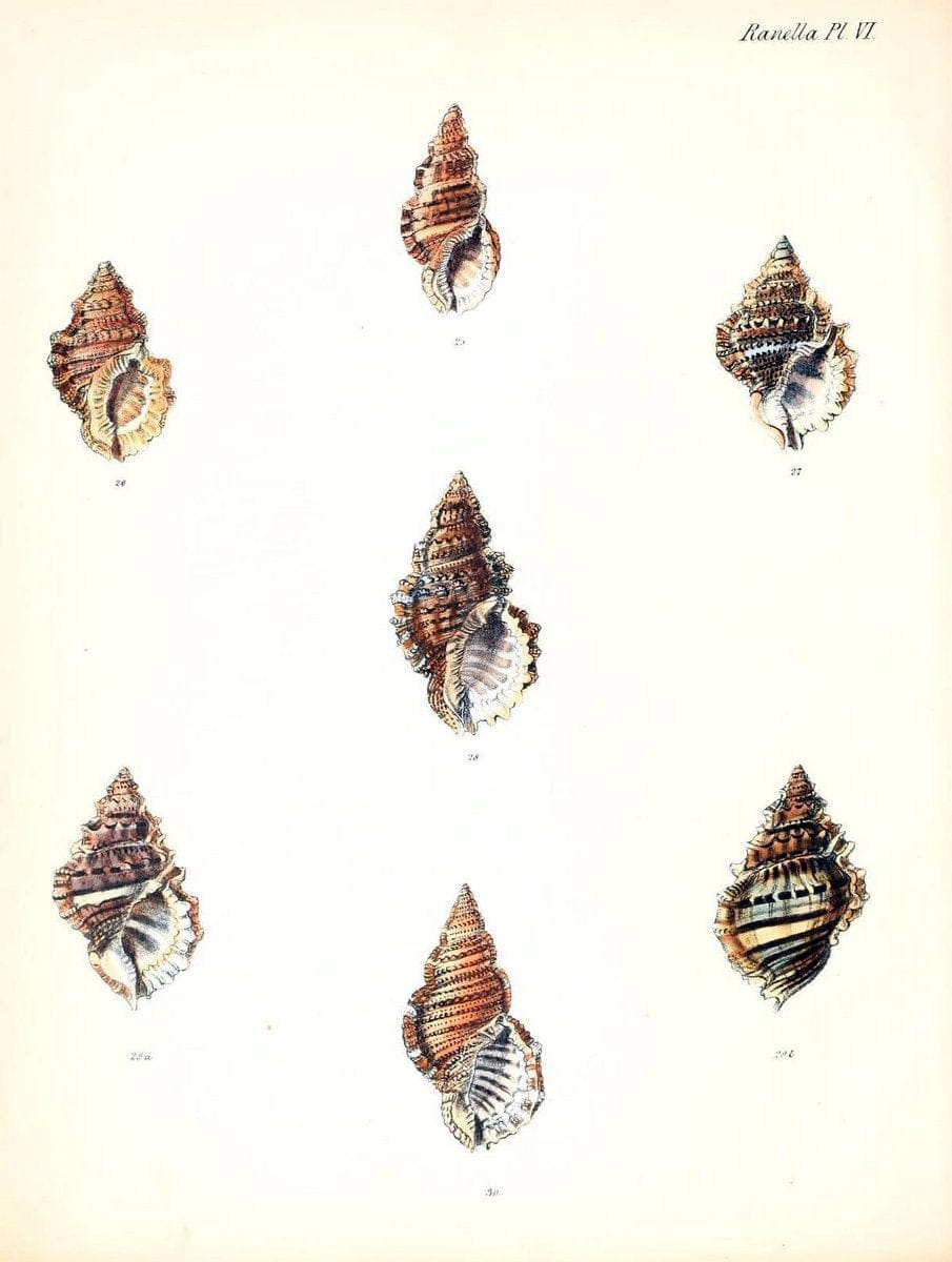 Conchologia iconica, or, Illustrations of the shells of molluscous animals /.London :Reeve, Brothers,1843-1878.  | Mollusks "Pictorial works" Shells | Vintage Print Reproduction 447057